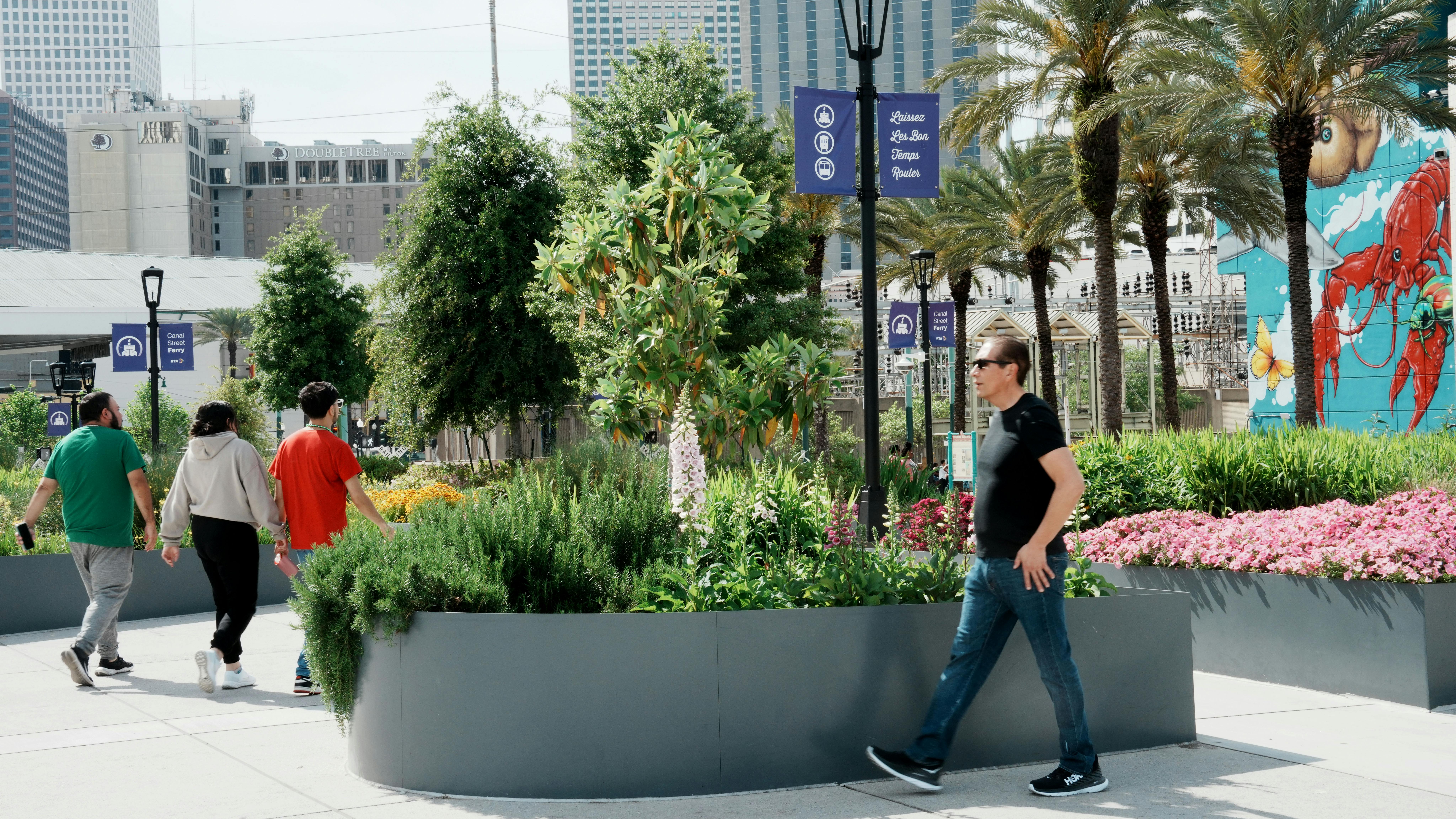 man walks by downtown garden beds