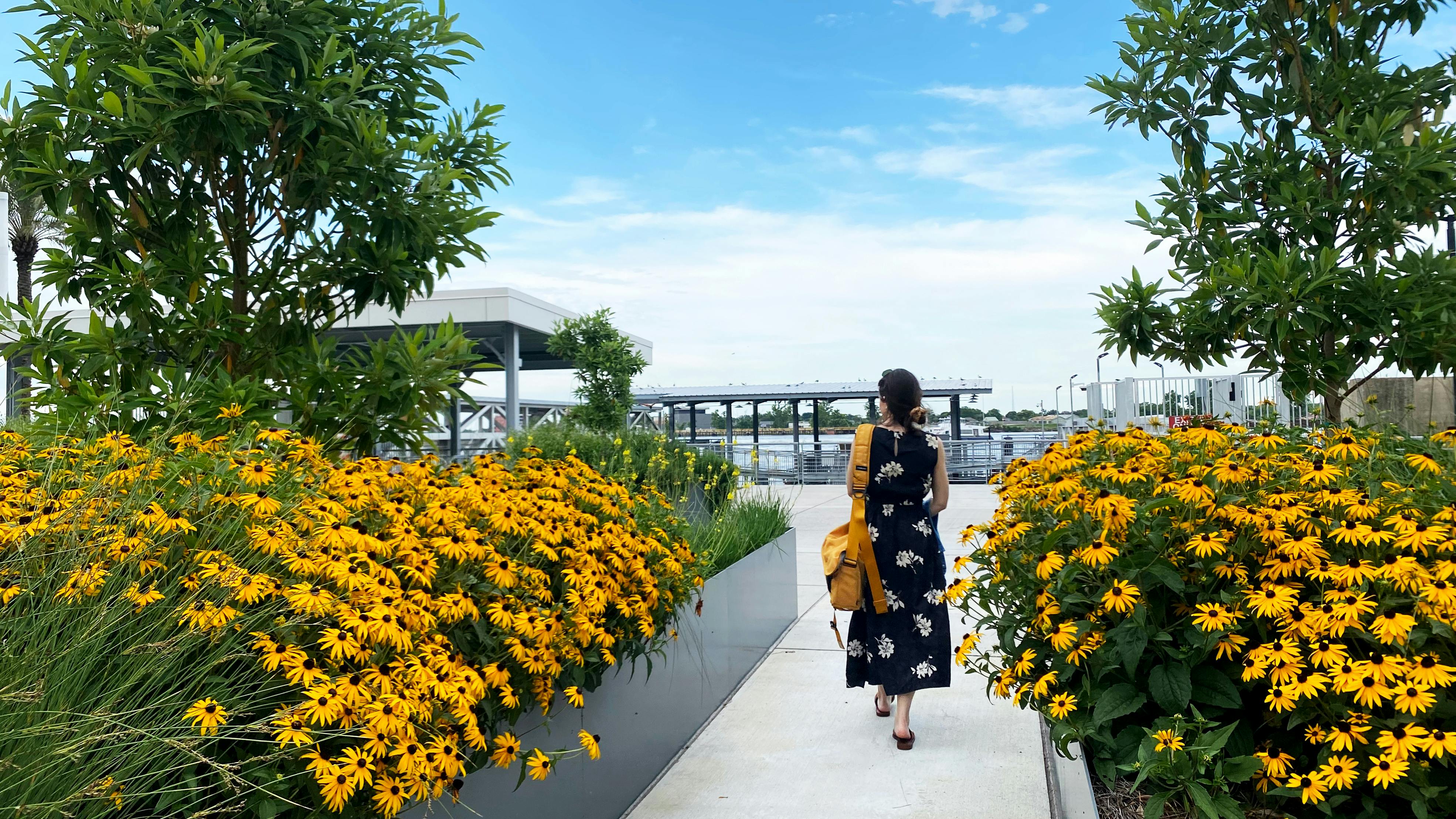 back of woman walking through yellow flowers with blue sky in urban setting