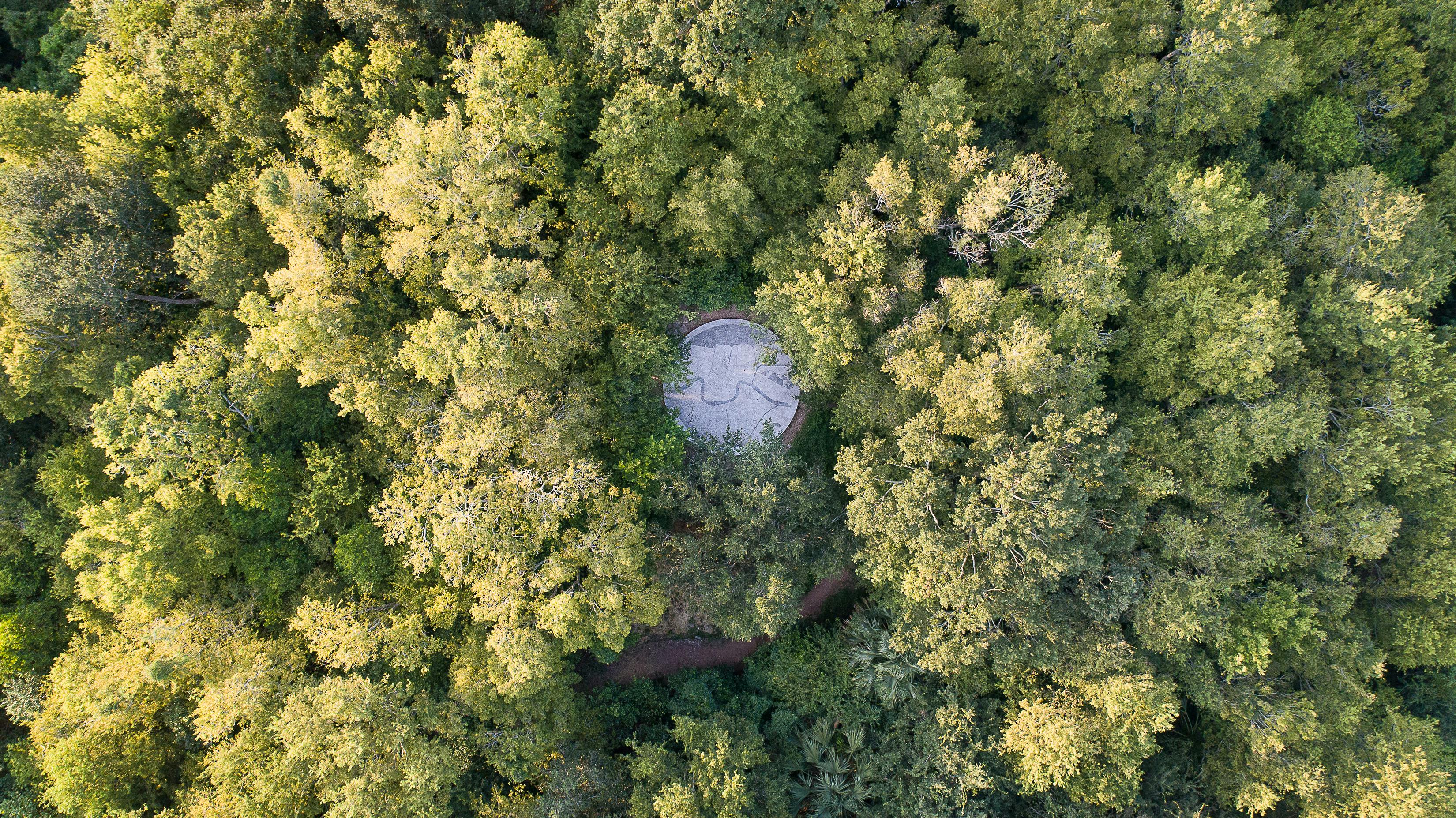 aerial photo of concrete circular deck in forest