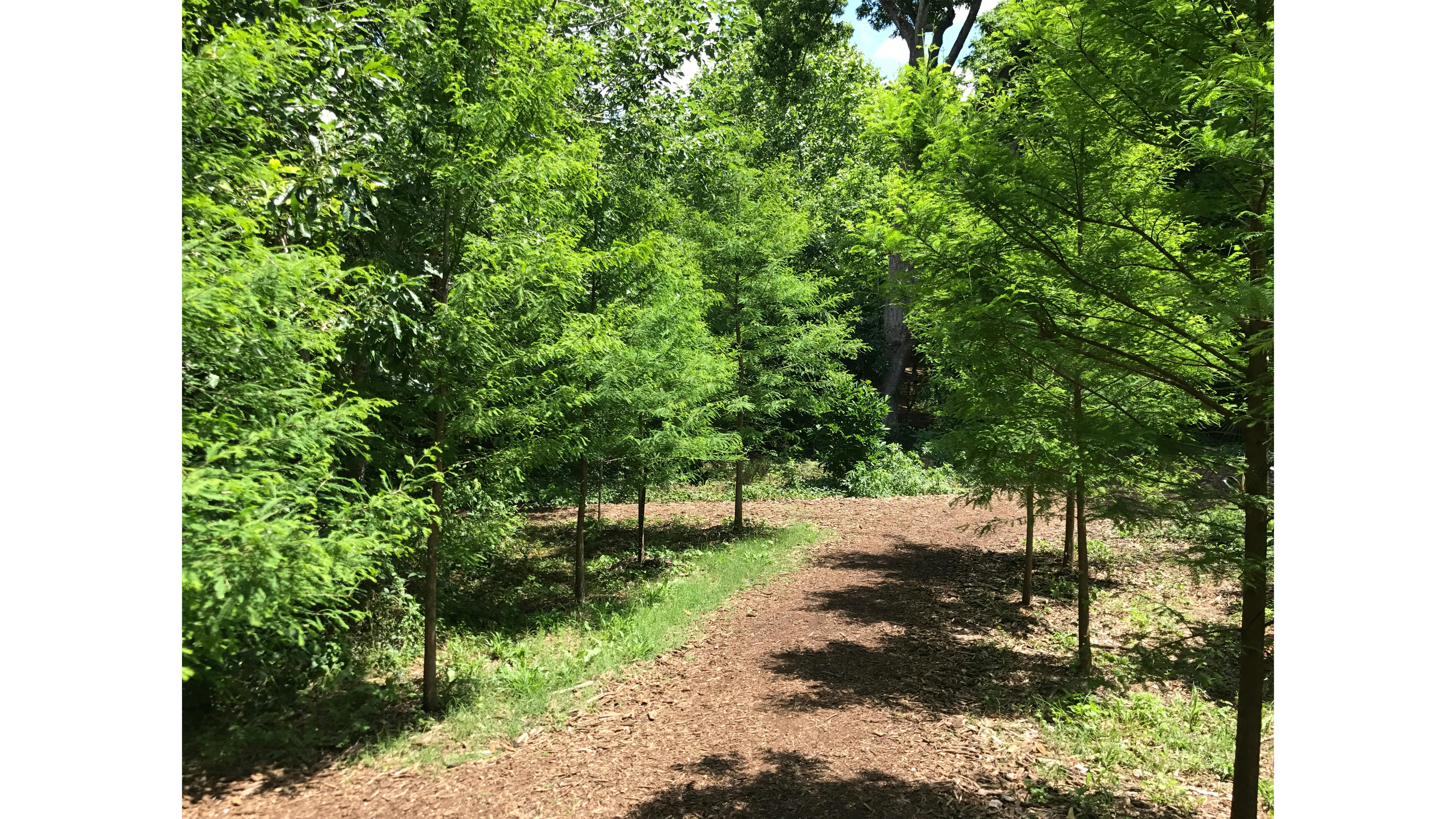 forest with pathways