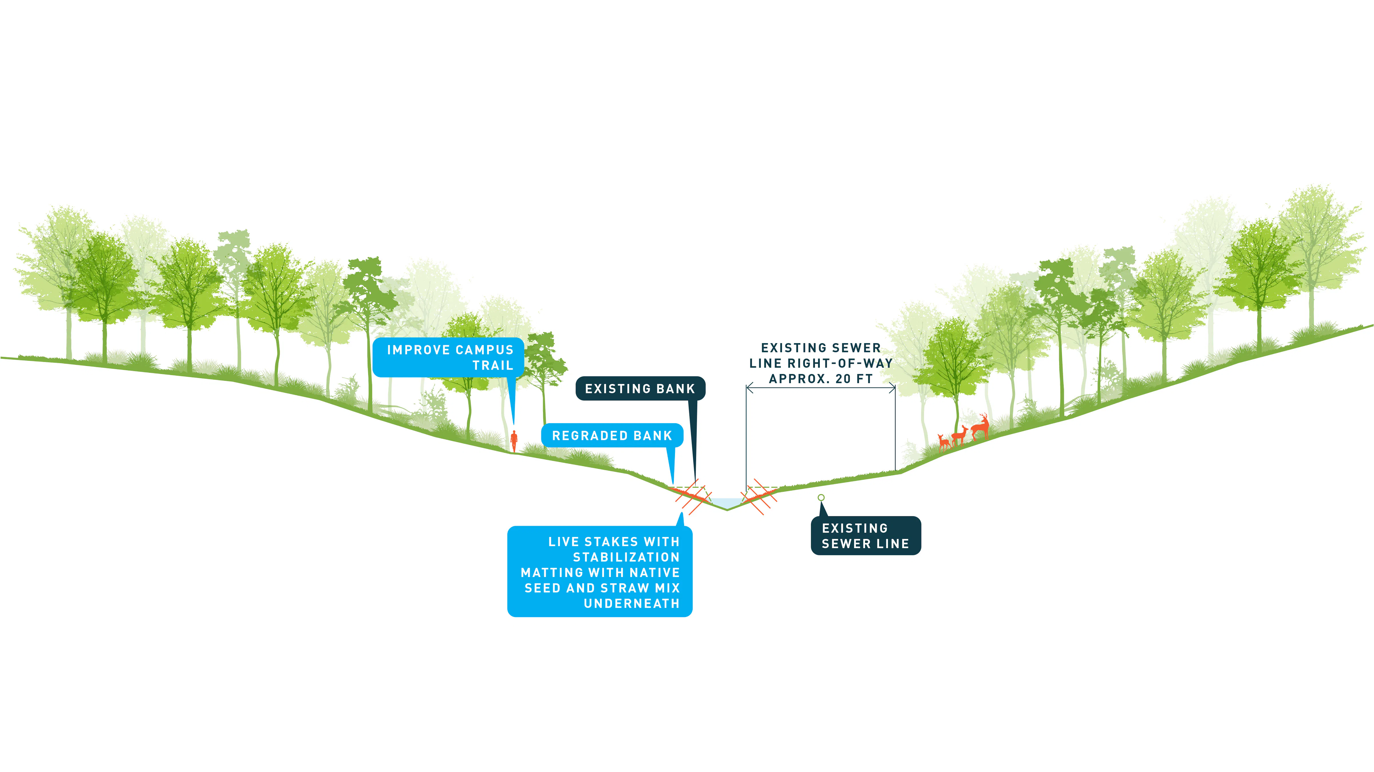 diagram of trees going down a hill to a stream in the center