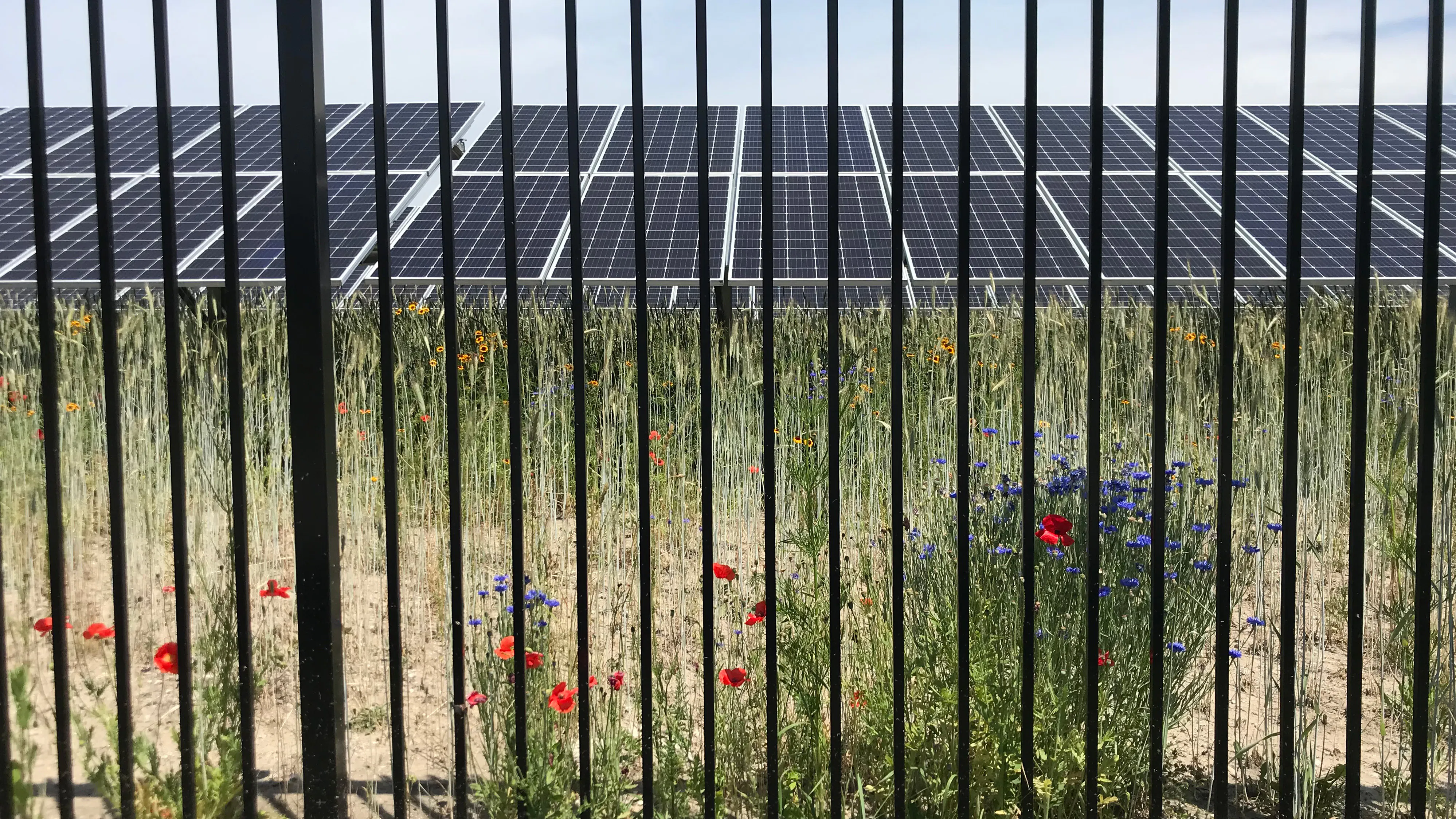 wild flowers behind fence with solar panels in background