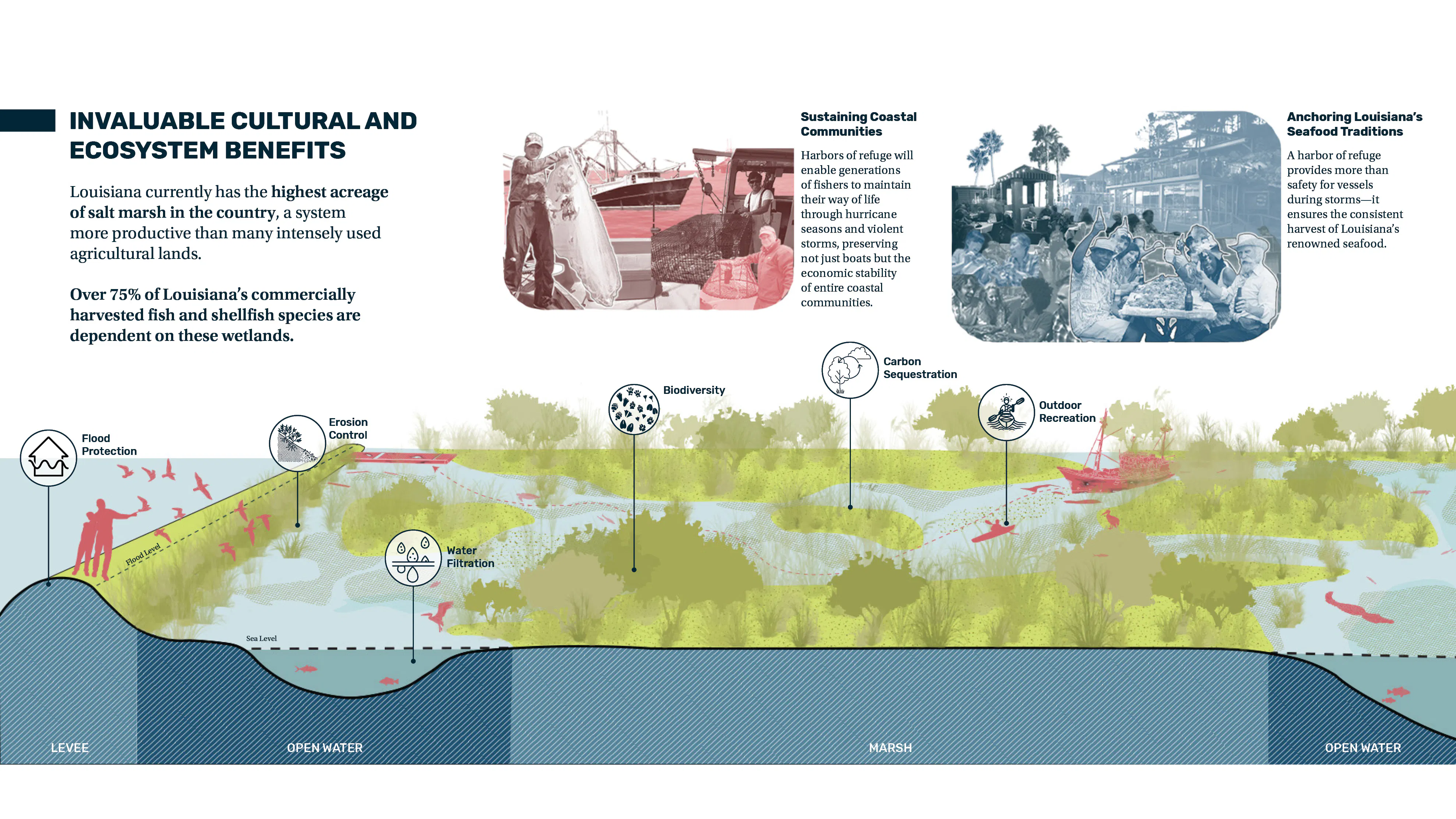 A section diagram that shows the ecological and cultural benefits of salt marshes
