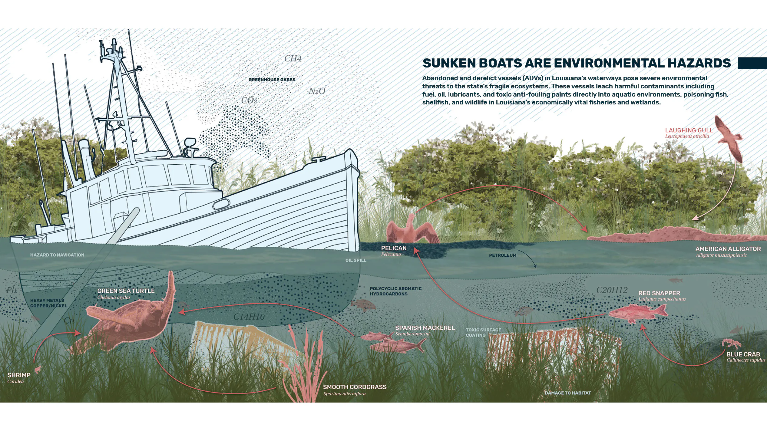Diagram showing the effects of sunken boats with several vulnerable species highlighted