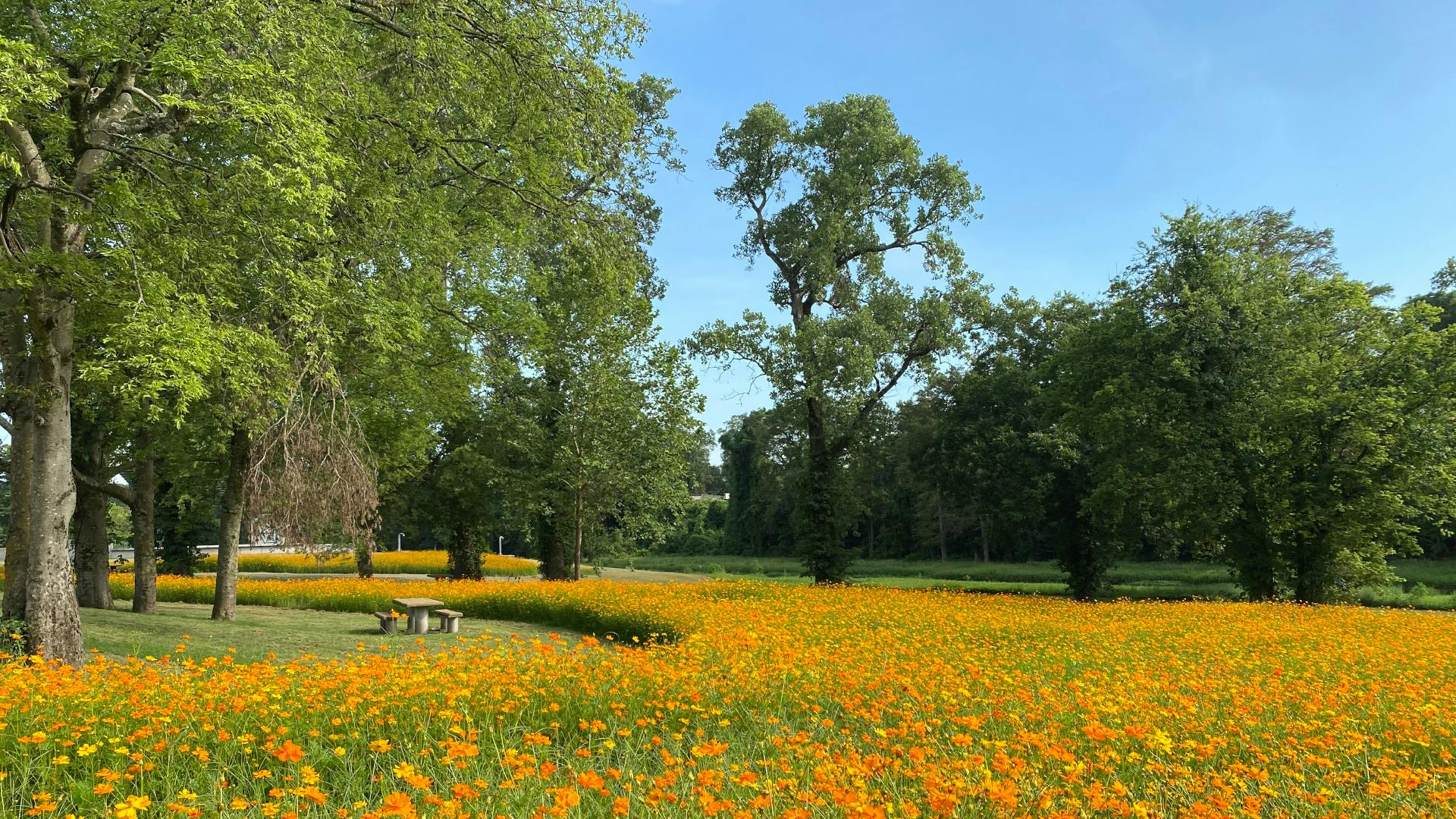 Bench under existing mature tree canopy with field covered with orange and yellow cosmos flowers at full bloom.