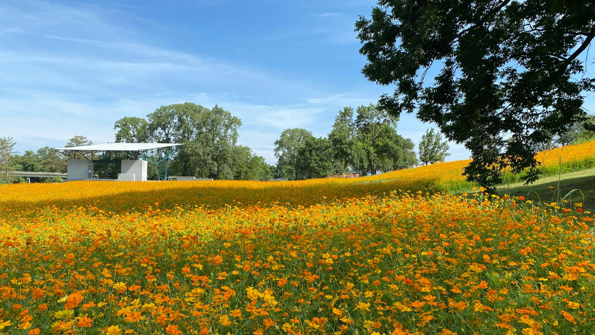 A field covered with orange and yellow cosmos wildflower at full bloom.