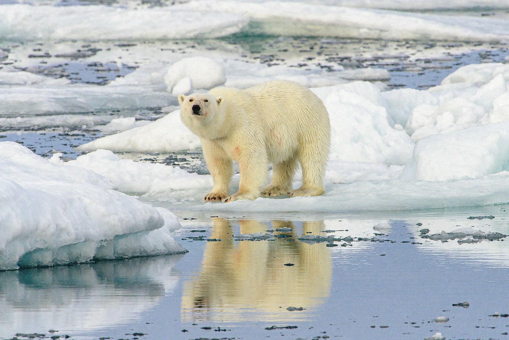 un ours polaire se tient sur la banquise au bord de l’eau, et se reflète dans l’eau, illustration de la fonte des glaces et de la crise du carbone.