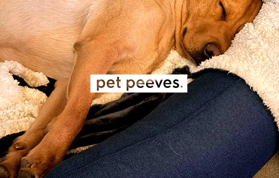 dog stretching and sleeping on a dog bed. text: pet peeves.