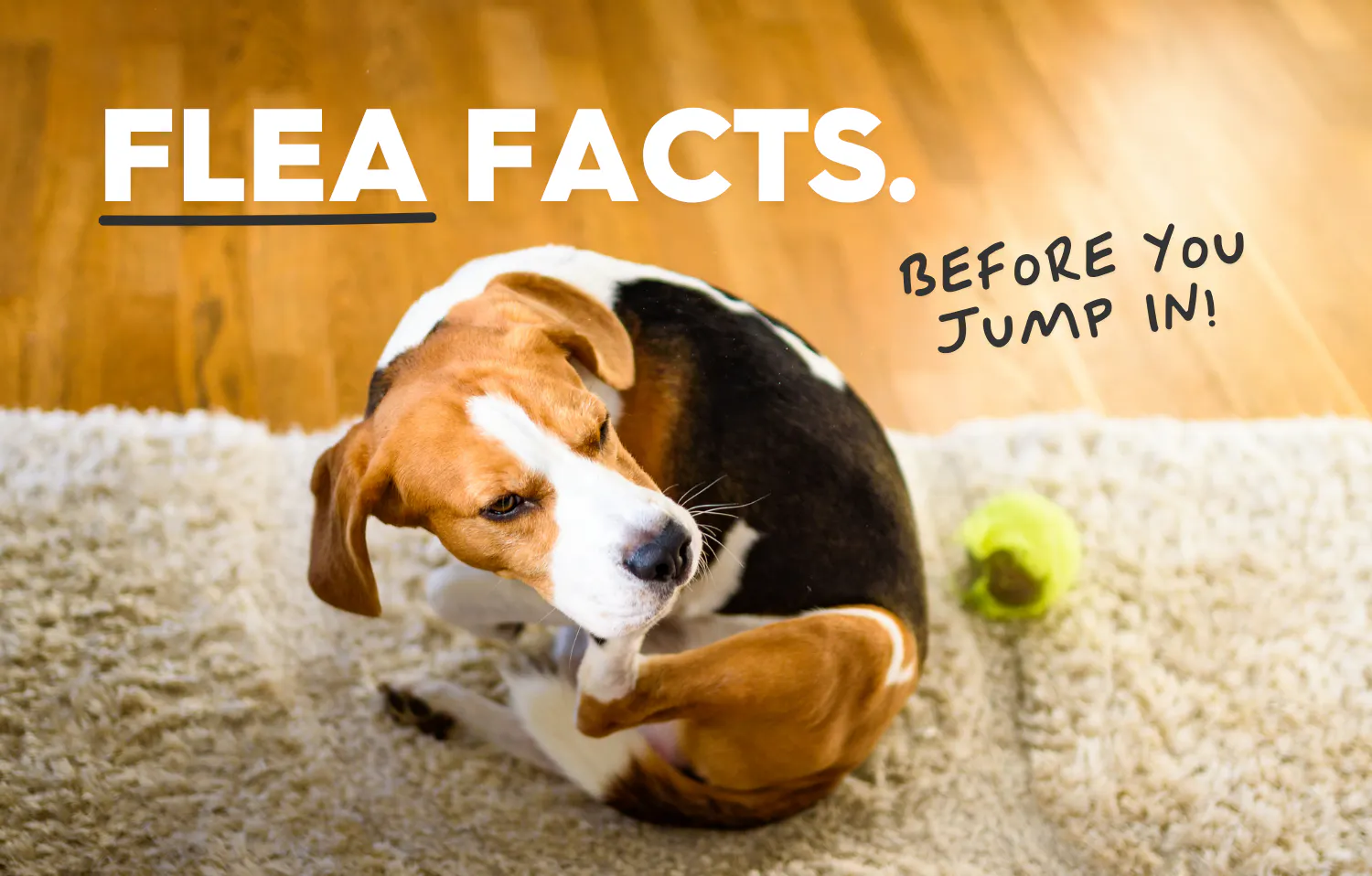 Flea facts. Before your jump in!