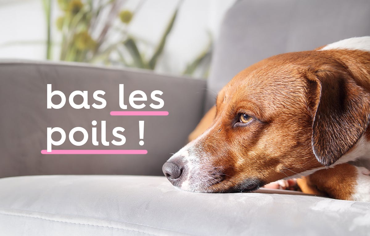 un chien au pelage marron-roux couché sur un canapé gris avec le texte « bas les poils! »