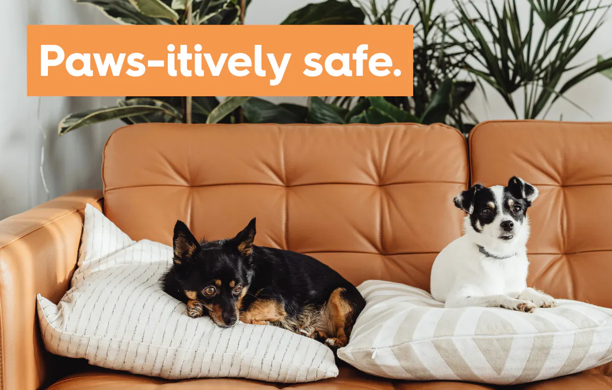 two small dogs on a brown leather sofa with text reading 'pawsitively safe'