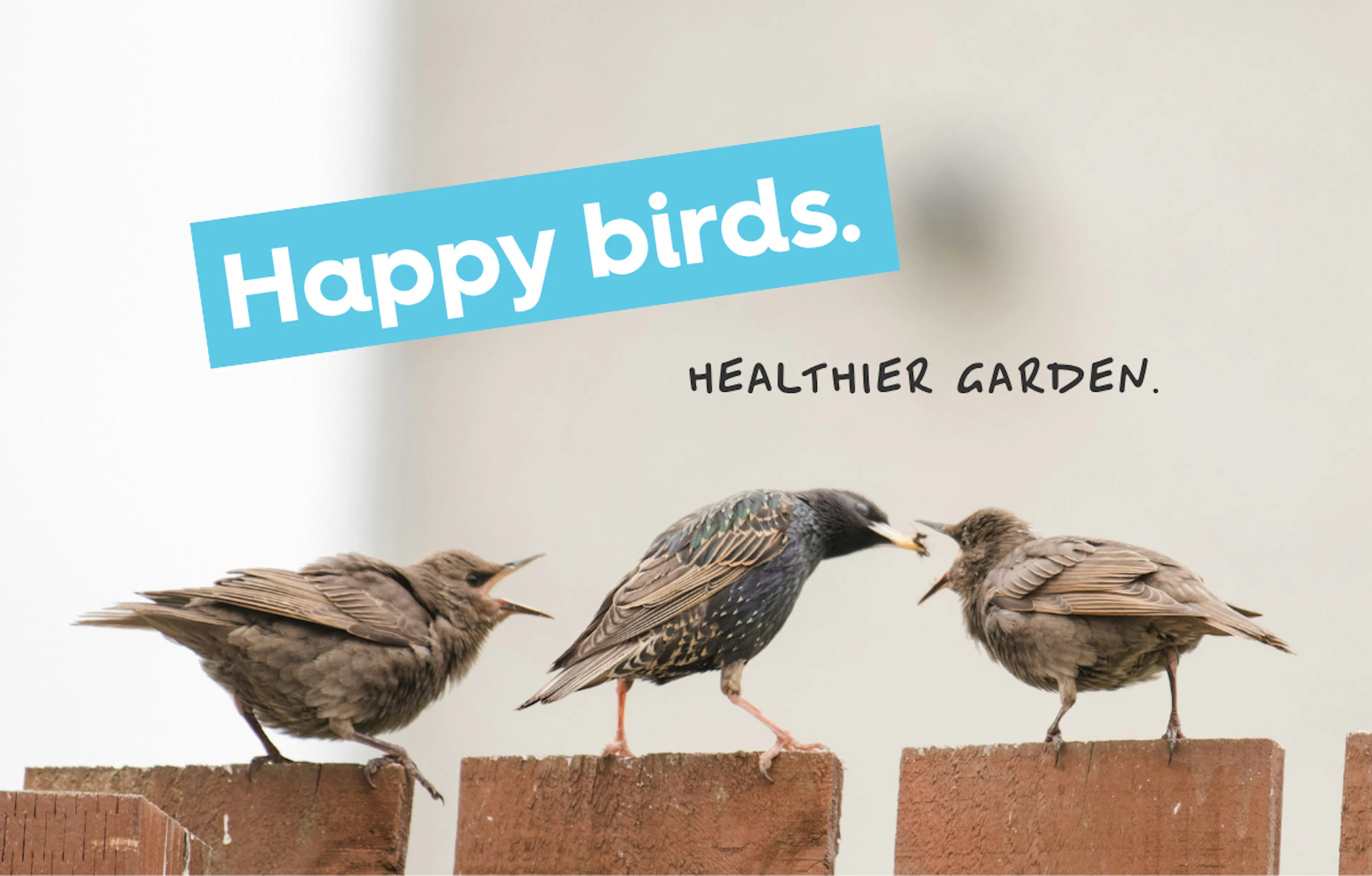 three starlings sit on a fence, text reads 'happy birds, healthier garden'.