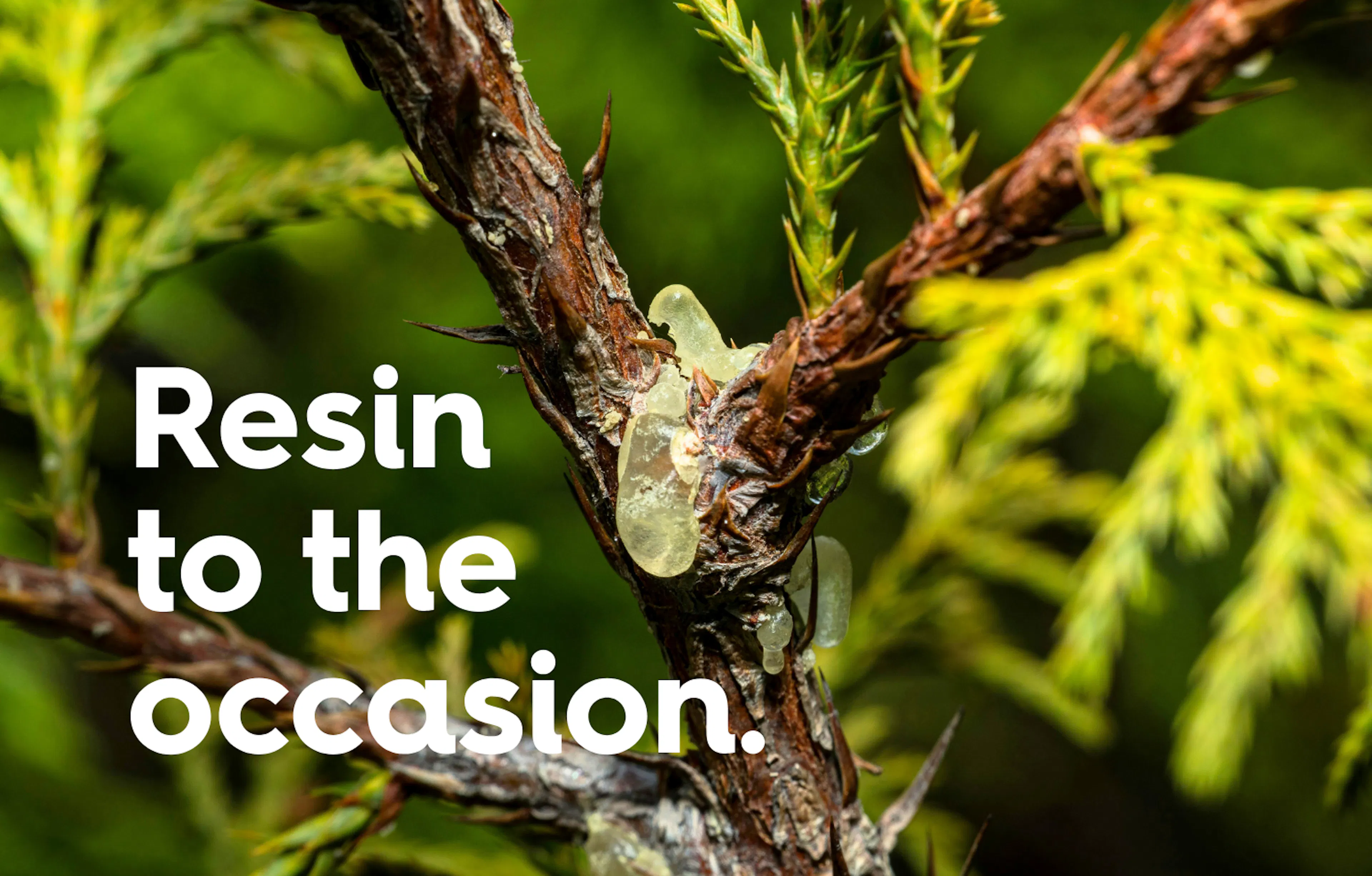 A tree branch with sap and text reading: resin to the occasion