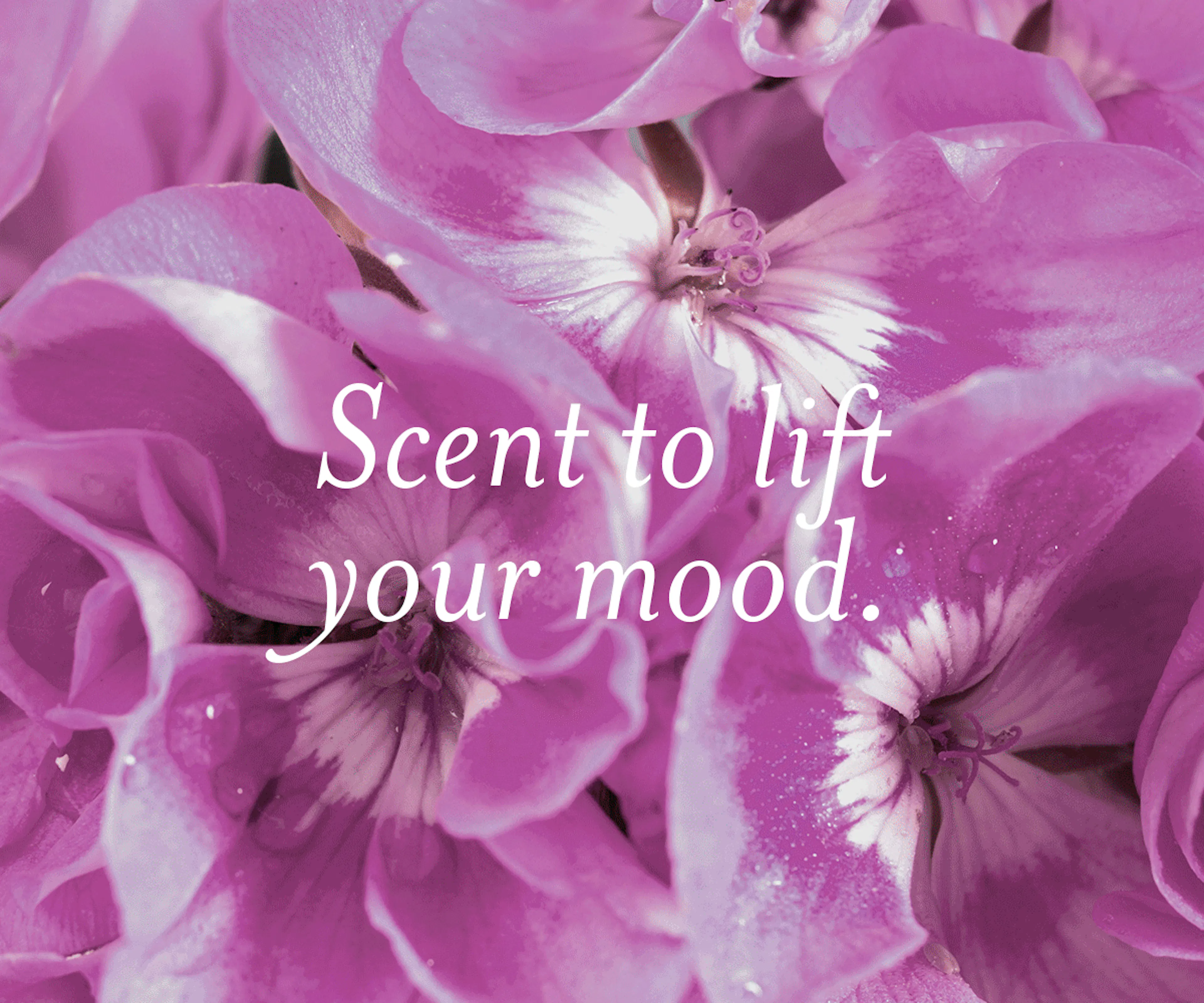 Clean Reset fragrance ingredients. Text: scent to lift your mood. 