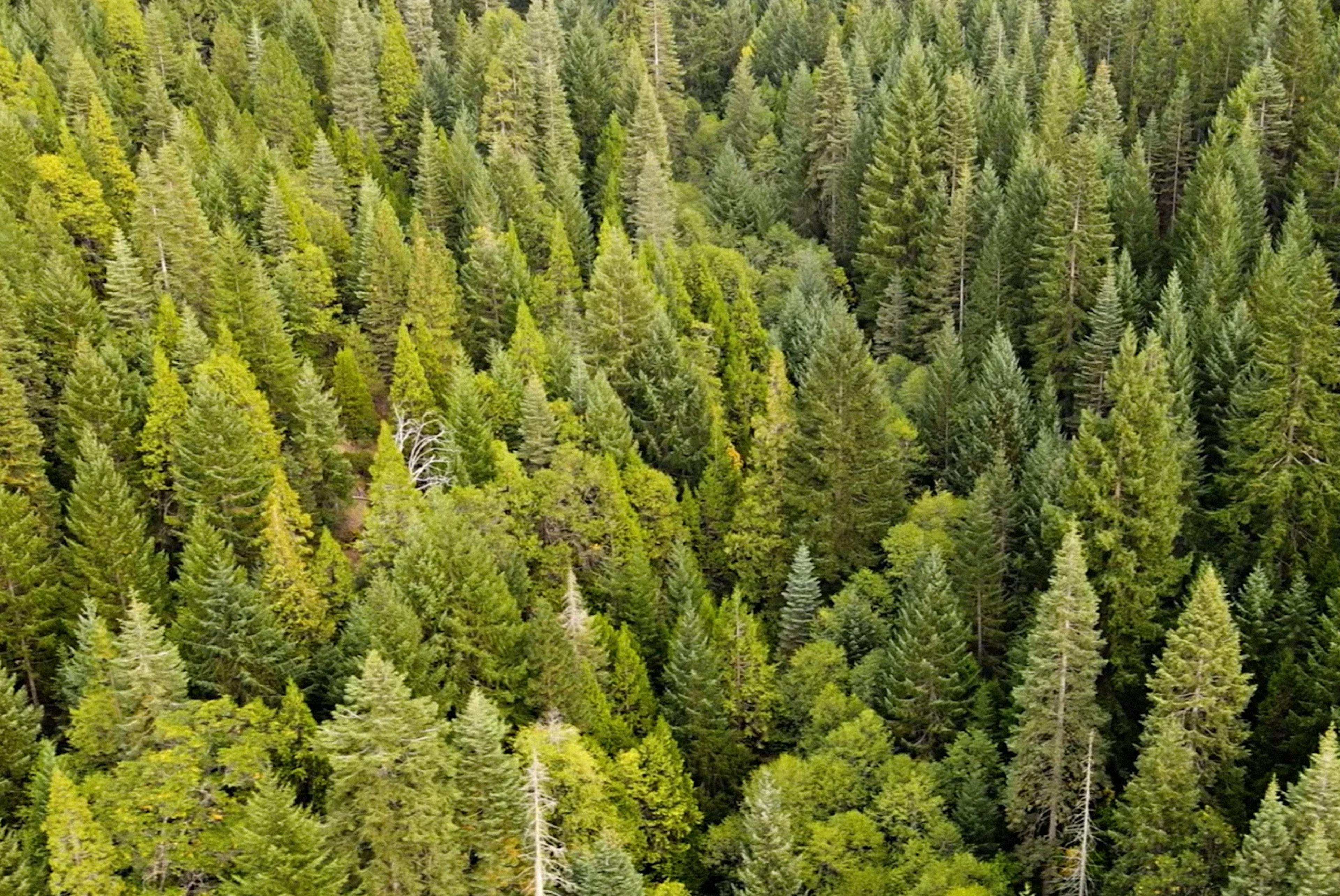 une forêt dense d'arbres verts