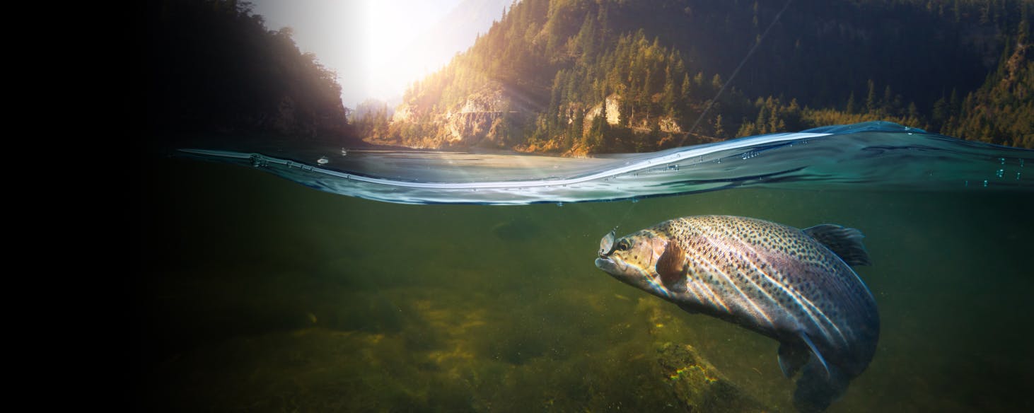 Close up underwater image of a fish in a lake with a forest/mountain in the background