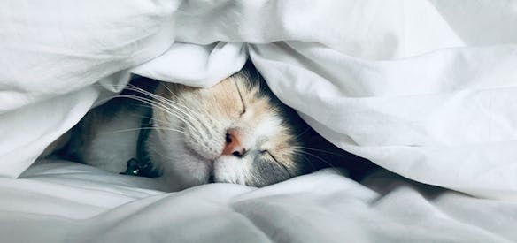 Should you sleep with cats in bed next to you?