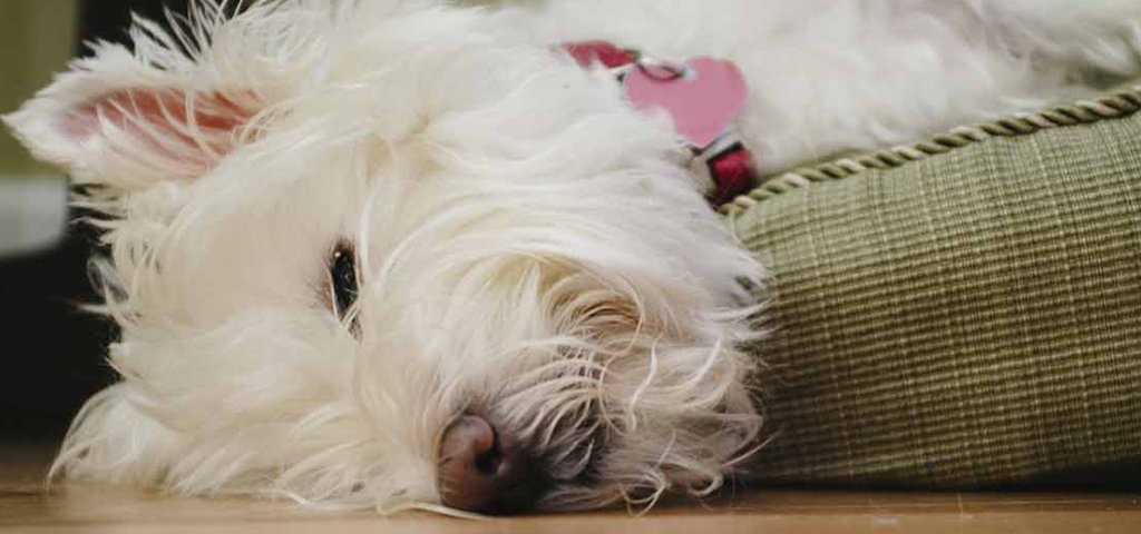 Why do we need sleep?