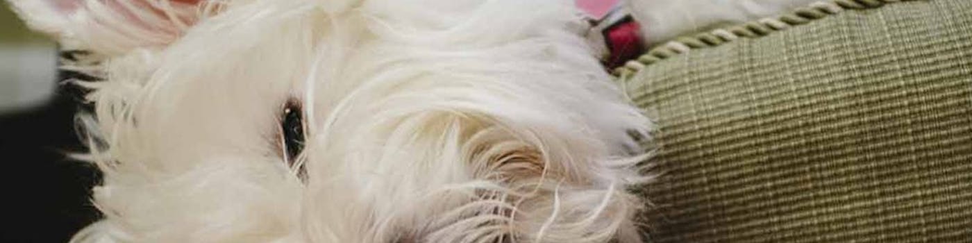 Why do we need sleep?