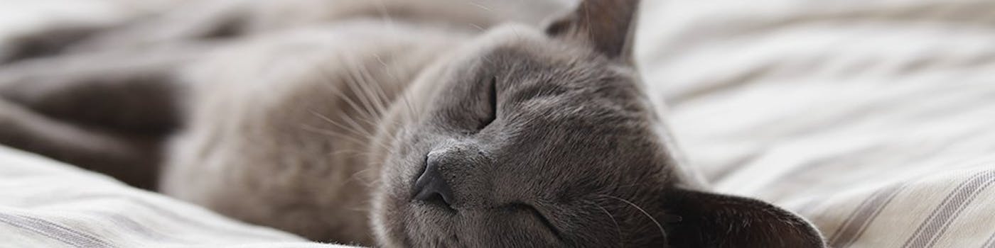 DOES SLEEP HELP YOUR MEMORY?