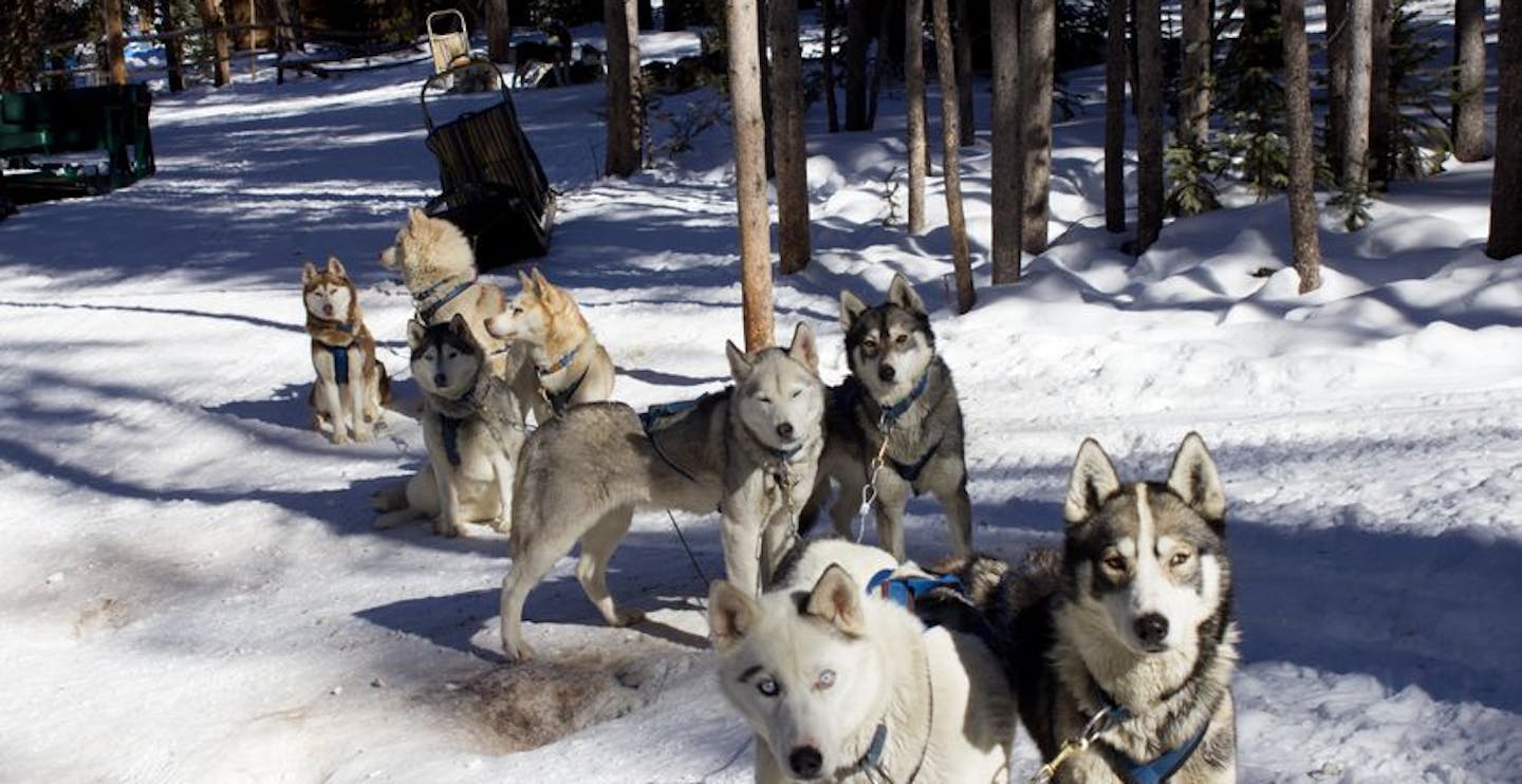 Dog sledding near Breckenridge