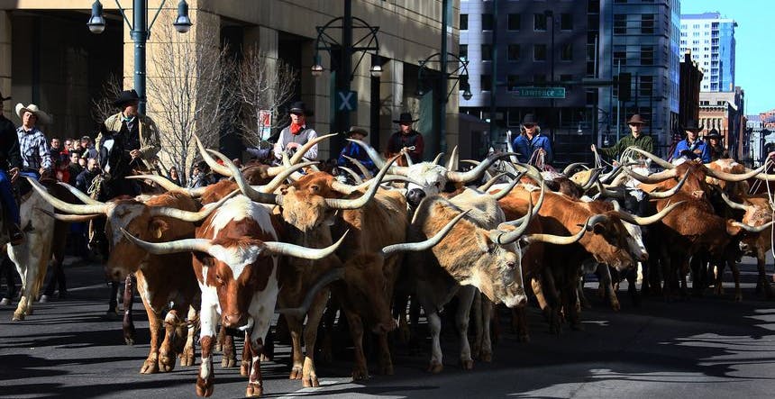 Denver-National-Stock-Show