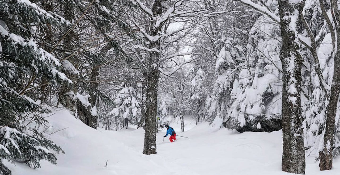Skier of undiscernible gender in red ski pants and blue ski jacket skiing between the trees at Mont Sutton in Quebec, Canada, near Montreal. 