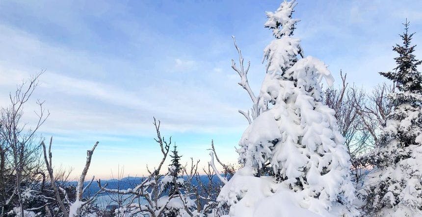 Powdery trees