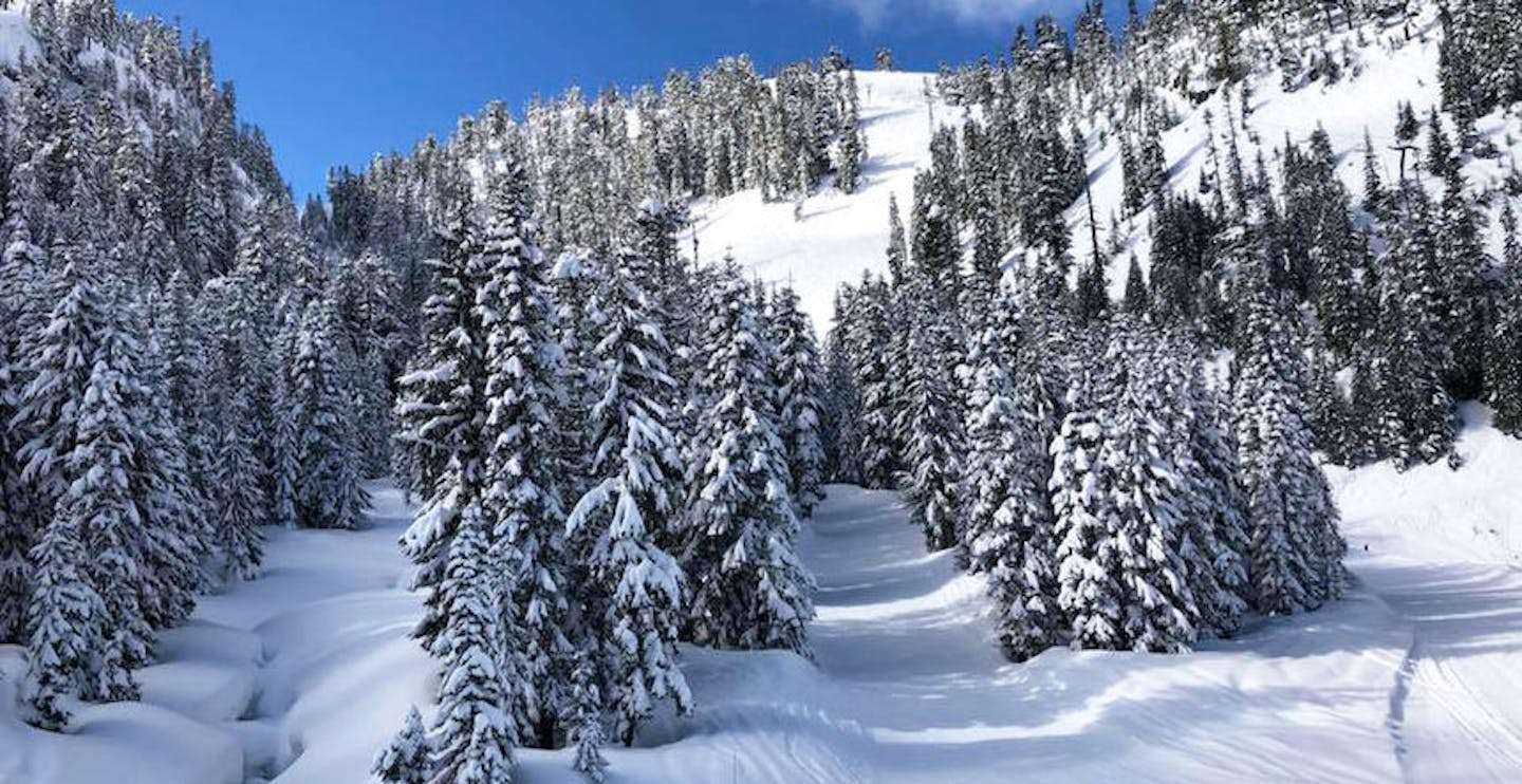 No shortage of powder at Mount Baker! (Photo credit: Mount Baker)
