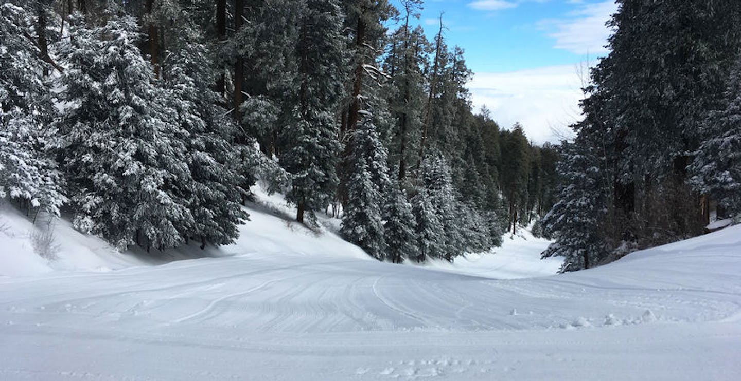 Ski through the pine trees of Coronado National Forest (Photo credit: Lemmon Ski Valley)