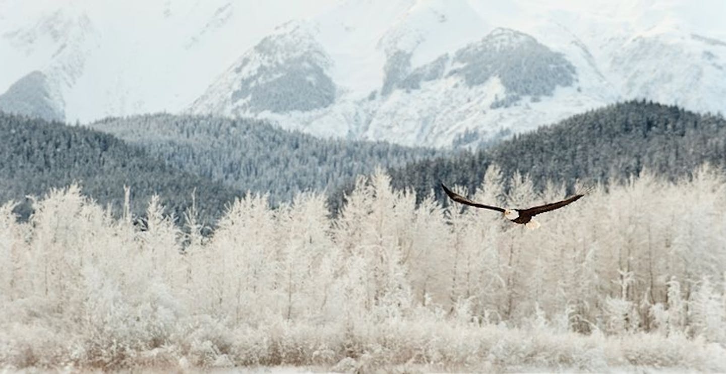 Flying bald eagle