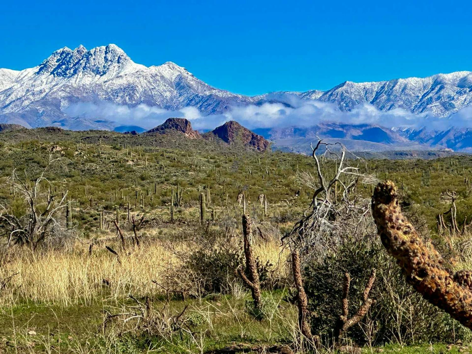 Phoenix, Arizona, USA, covered in snow.