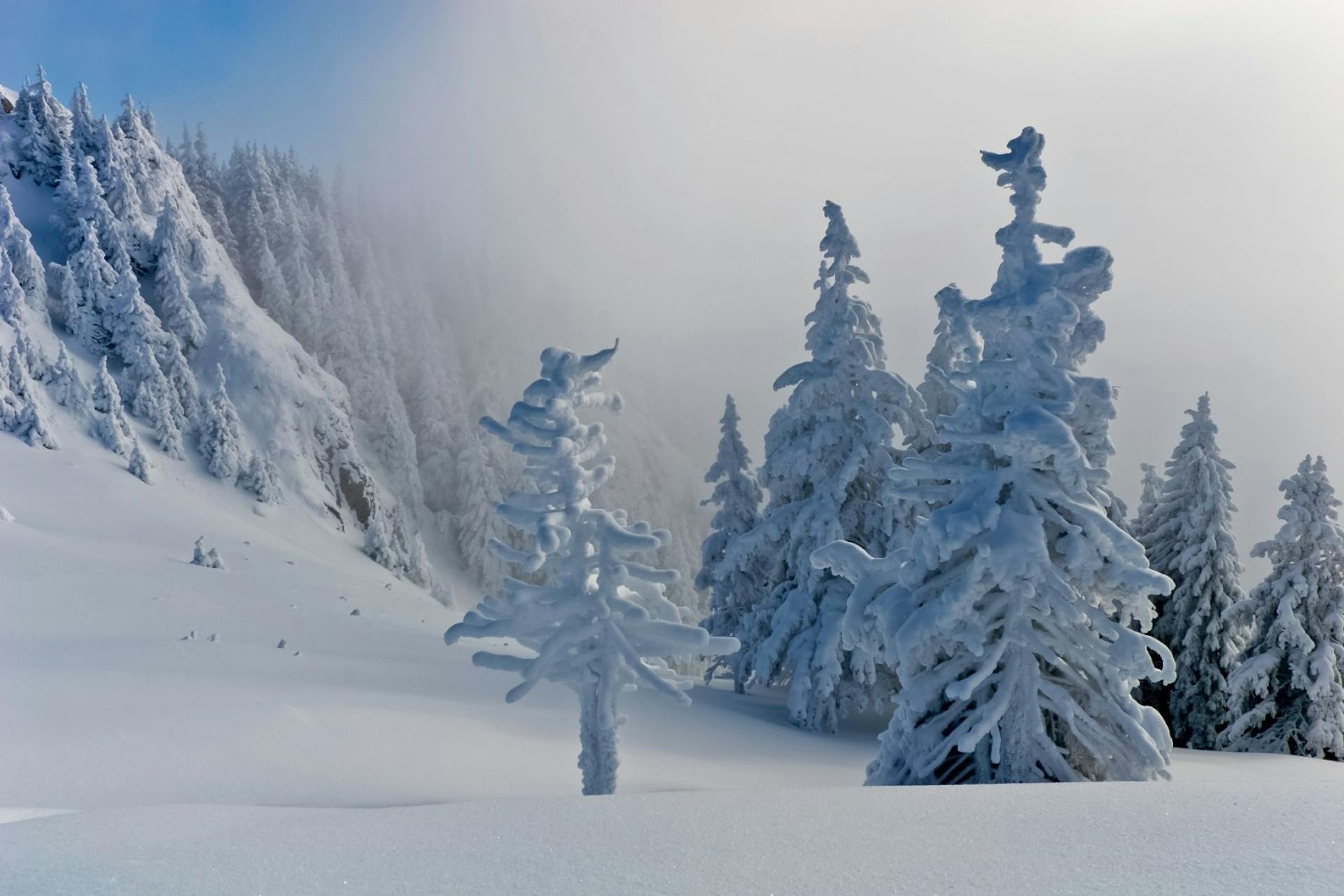 Pine trees covered in snow on the slopes of Hogadon Basin in Wyoming, USA.