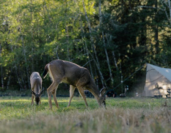 A photo of deer in a field eating grass