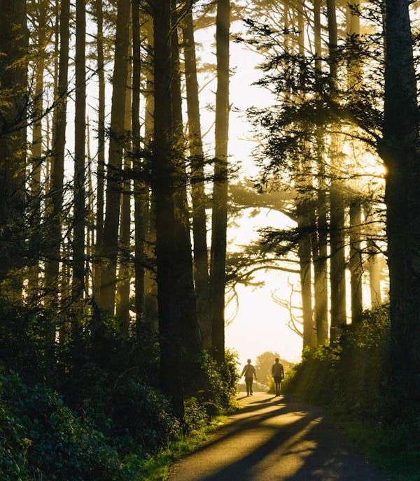 a photo of light beaming through a forest of tall trees and the silhouettes of two people on the horizon