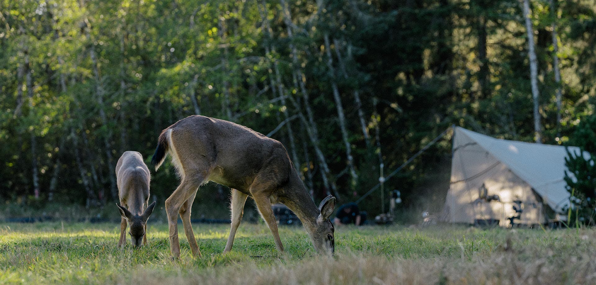 deer in field
