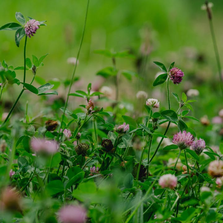 a close up photo of pink flowers in a green landscape