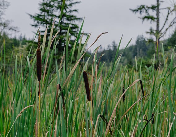 A close up shot of long grass and cattails 