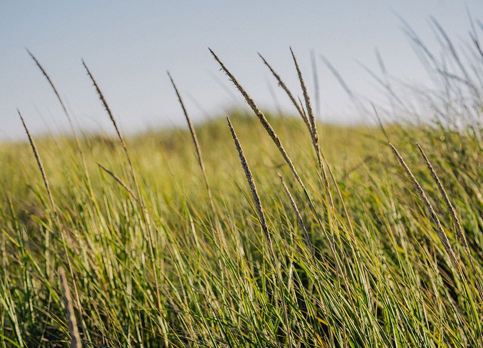 photo of sunny grassy landscape