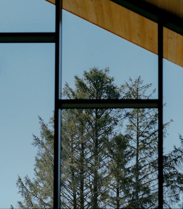 trees through window
