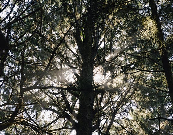 A photo of light coming through cedar trees
