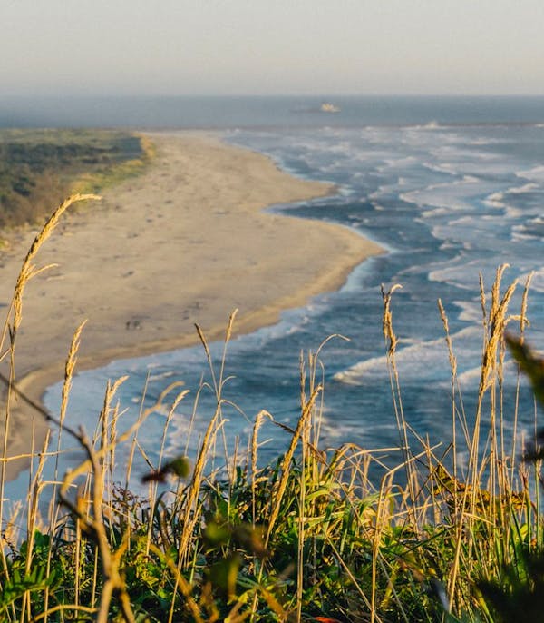 A photo of a coastline with grass and ferns in the foreground. there are waves and white water.