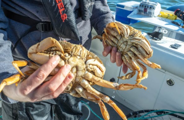 A hand holding a crab on a fishing boat