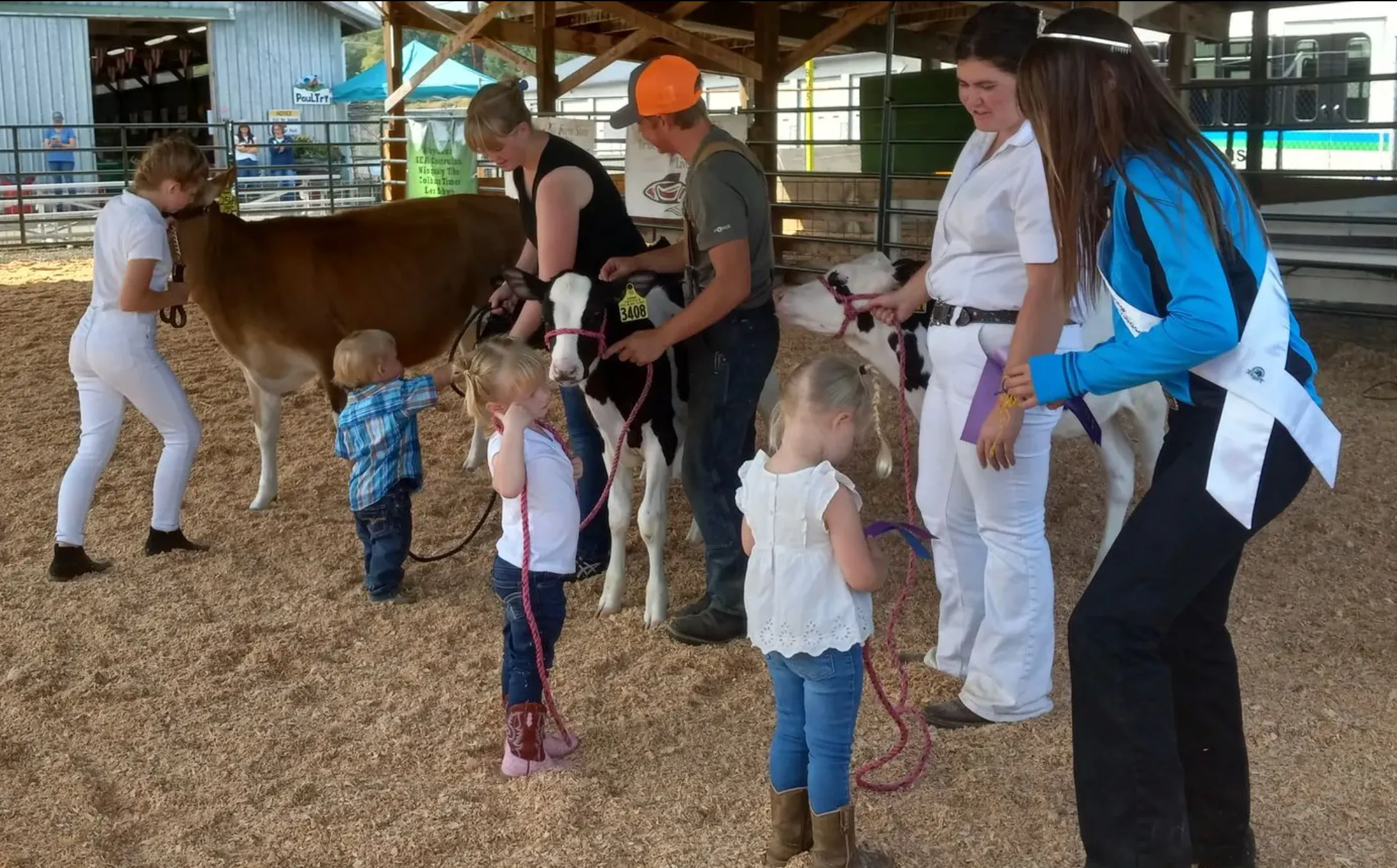 Photo of kids showing cows at the County Fair