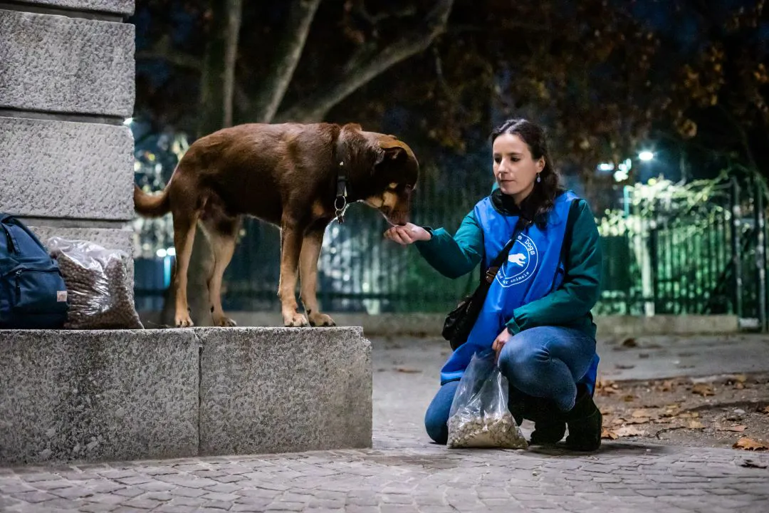 save-the-dogs
