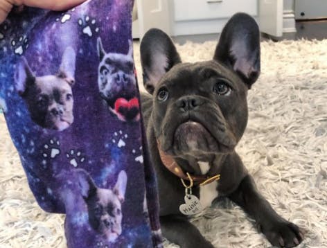 Black French Bulldog laying next to purple galaxy dog socks with his face on them.