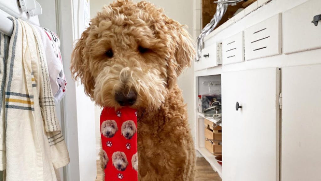Goldendoodle holding red dog face socks in its mouth 