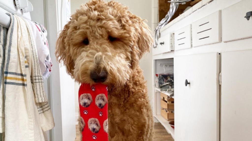 Goldendoodle holding red dog face socks in its mouth