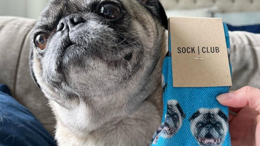 Grey pug next to blue dog face socks with its face on them