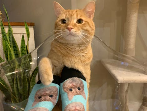 Orange cat standing next to blue face socks with cats face on them 
